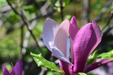 Güzel çiçeklerin yakın çekim görüntüsü, doğa konsepti arka plan