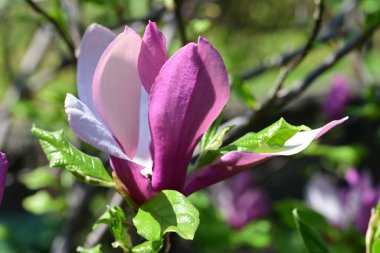Güzel çiçeklerin yakın çekim görüntüsü, doğa konsepti arka plan