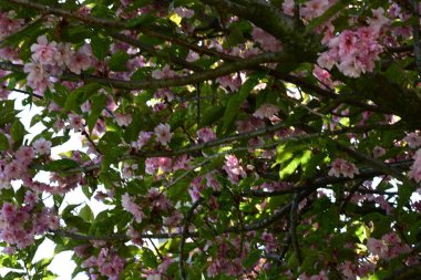 güzel çiçek açan pembe çiçekler bahçede yetişiyor.