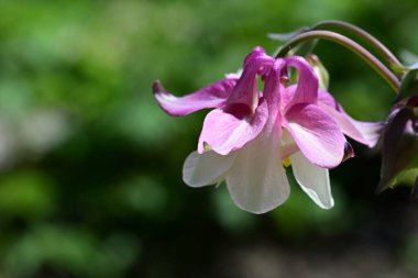 bahçede büyüyen güzel pembe çiçekler