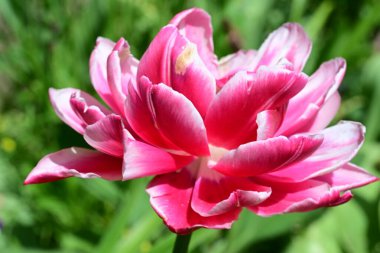 Güzel çiçeklerin yakın çekim görüntüsü, doğa konsepti arka plan