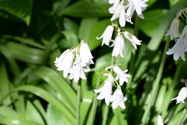 Güzel çiçeklerin yakın çekim görüntüsü, doğa konsepti arka plan