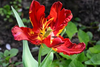 Güzel çiçeklerin yakın çekim görüntüsü, doğa konsepti arka plan