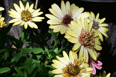 Güneşli yaz gününde bahçede yetişen güzel çiçekler.