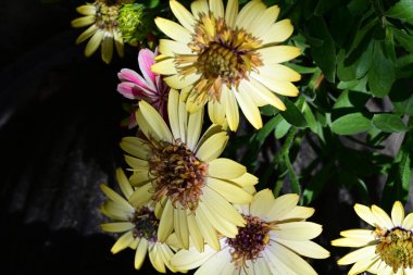 Güneşli yaz gününde bahçede yetişen güzel çiçekler.