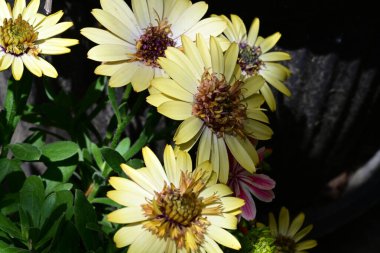 Güneşli yaz gününde bahçede yetişen güzel çiçekler.