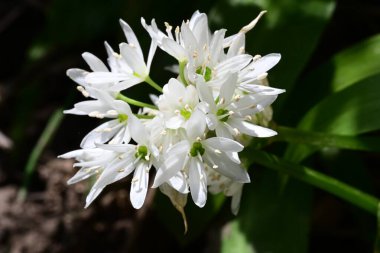 Bahçedeki güzel beyaz çiçeklerin yakın görüntüsü