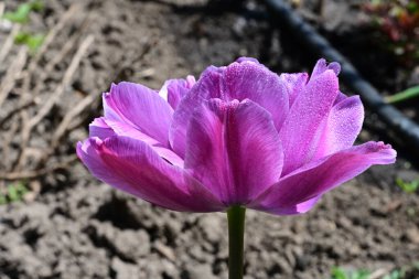 Güzel çiçeklerin yakın çekim görüntüsü, doğa konsepti arka plan