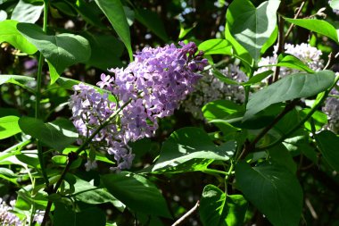 Leylak ağaçları bahçede çiçek açarlar.