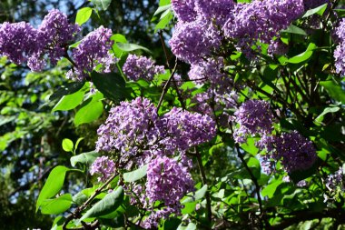 Leylak ağaçları bahçede çiçek açarlar.