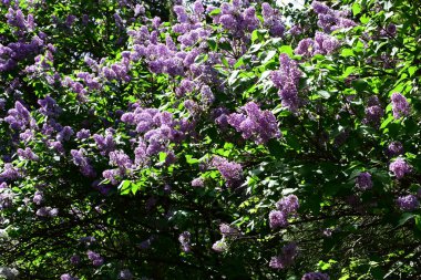 Leylak ağaçları bahçede çiçek açarlar.