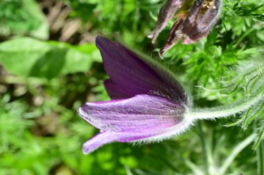 Güzel çiçeklerin yakın çekim görüntüsü, doğa konsepti arka plan