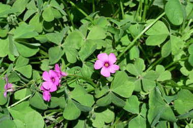 Güzel çiçeklerin yakın çekim görüntüsü, doğa konsepti arka plan