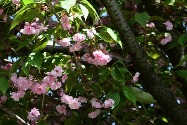 Güzel çiçeklerin yakın çekim görüntüsü, doğa konsepti arka plan