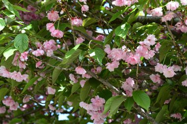 Güzel çiçeklerin yakın çekim görüntüsü, doğa konsepti arka plan