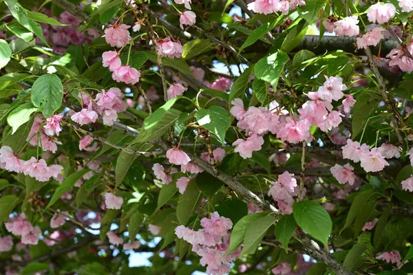 Güzel çiçeklerin yakın çekim görüntüsü, doğa konsepti arka plan