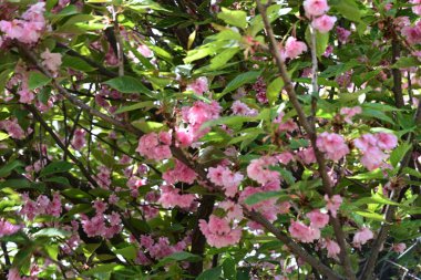 Güzel çiçeklerin yakın çekim görüntüsü, doğa konsepti arka plan