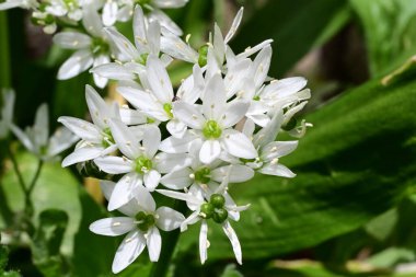 Güzel çiçeklerin yakın çekim görüntüsü, doğa konsepti arka plan