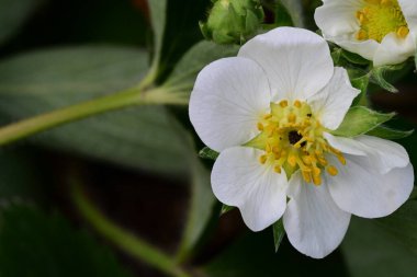 Güzel çiçeklerin yakın çekim görüntüsü, doğa konsepti arka plan