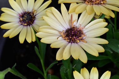 Güzel çiçeklerin yakın çekim görüntüsü, doğa konsepti arka plan