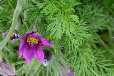 Güzel çiçeklerin yakın çekim görüntüsü, doğa konsepti arka plan