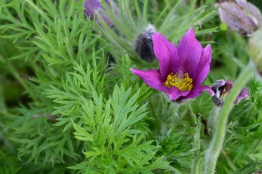Güzel çiçeklerin yakın çekim görüntüsü, doğa konsepti arka plan