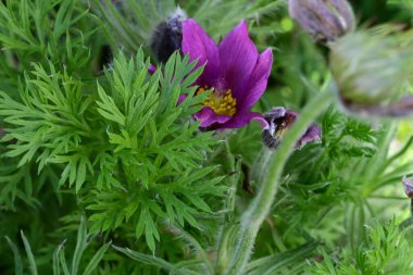 Güzel çiçeklerin yakın çekim görüntüsü, doğa konsepti arka plan