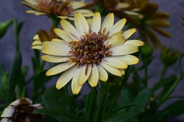 Güzel Gerbera çiçekleri, yaz konsepti, yakın görüş.