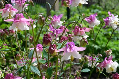 Güzel çiçeklerin yakın çekim görüntüsü, doğa konsepti arka plan