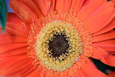 Güzel Gerbera çiçeği siyah arkaplanda 