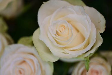 Güzel çiçeklerin yakın çekim görüntüsü, doğa konsepti arka plan