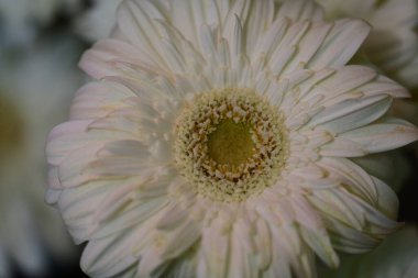 Güzel Gerbera çiçeği siyah arkaplanda 