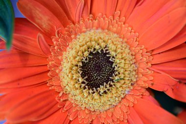 Güzel Gerbera çiçeği siyah arkaplanda 