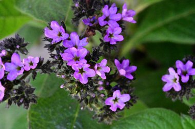 Güzel çiçeklerin yakın çekim görüntüsü, doğa konsepti arka plan