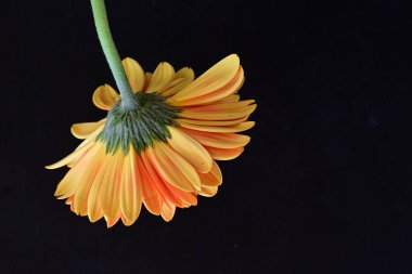 Güzel Gerbera çiçeği siyah arkaplanda 