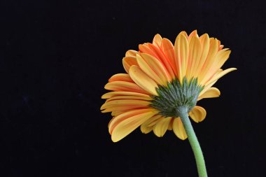 Güzel Gerbera çiçeği siyah arkaplanda 