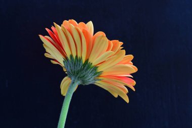 Güzel Gerbera çiçeği siyah arkaplanda 