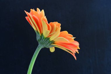 Güzel Gerbera çiçeği siyah arkaplanda 