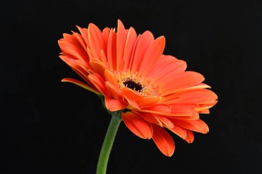 Güzel Gerbera çiçeği siyah arkaplanda 
