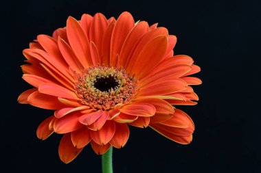 Güzel Gerbera çiçeği siyah arkaplanda 