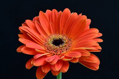 Güzel Gerbera çiçeği siyah arkaplanda 