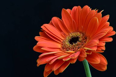 Güzel Gerbera çiçeği siyah arkaplanda 