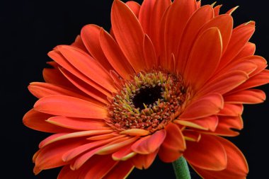 Güzel Gerbera çiçeği siyah arkaplanda 