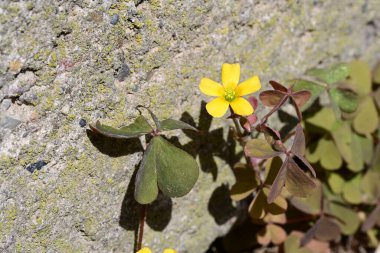 Güzel çiçeklerin yakın çekim görüntüsü, doğa konsepti arka plan