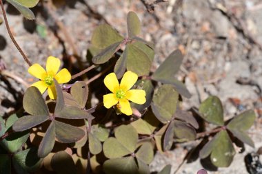 Güzel çiçeklerin yakın çekim görüntüsü, doğa konsepti arka plan