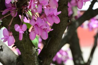 Leylak ağaçları bahçede çiçek açarlar.