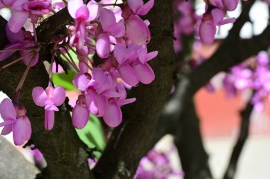 Leylak ağaçları bahçede çiçek açarlar.