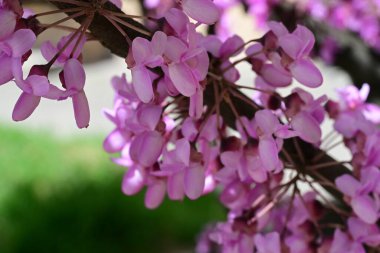 Leylak ağaçları bahçede çiçek açarlar.