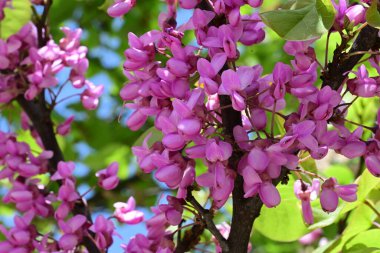 Leylak ağaçları bahçede çiçek açarlar.