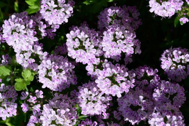 Leylak ağaçları bahçede çiçek açarlar.